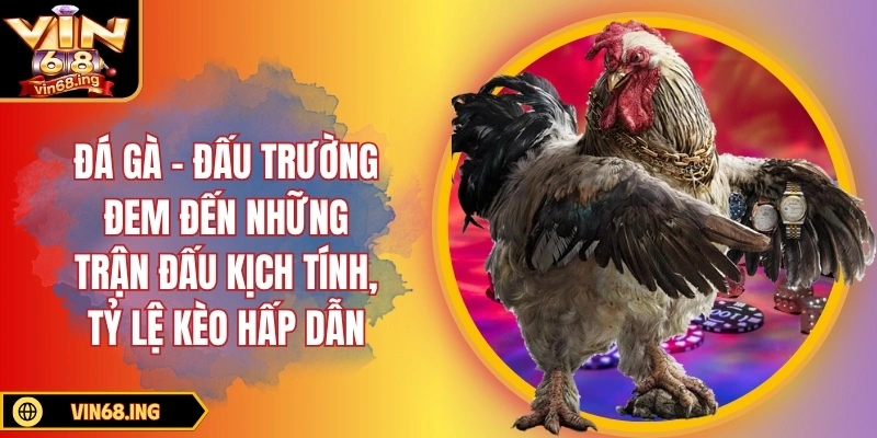 Đá gà - Đấu trường đem đến những trận đấu kịch tính, tỷ lệ kèo hấp dẫn